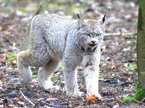 Un Agathois fait la rencontre d’un lynx!