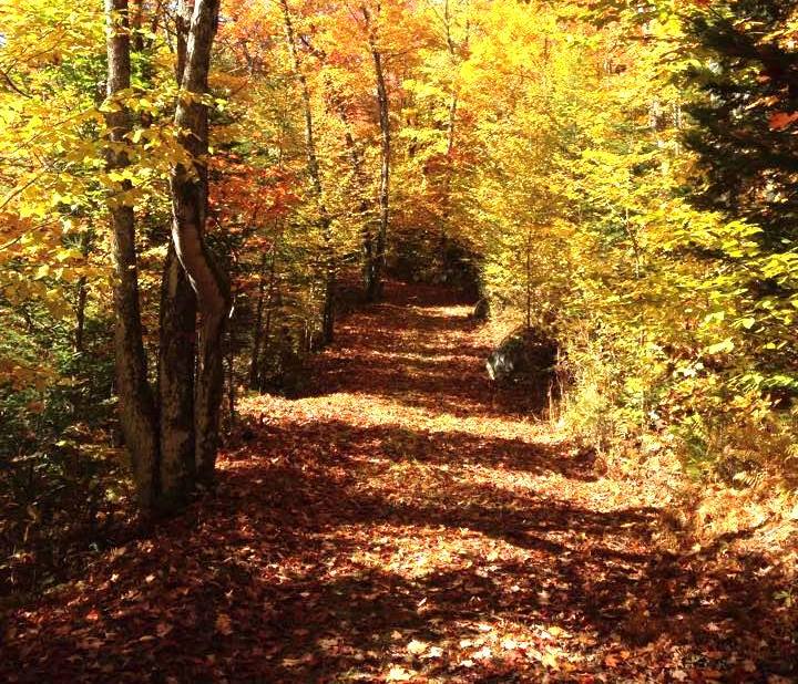 Un million de couleurs à découvrir, les 1er et 8 octobre, à Saint-Adolphe-d'Howard. - Photo gracieuseté