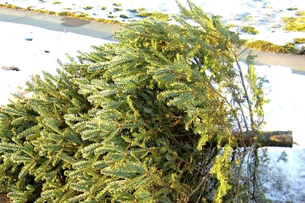 La Ville de Sainte-Agathe recueille vos sapins de Noël