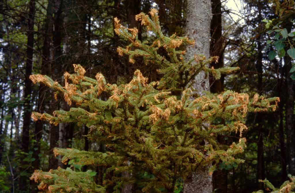 Les arbres défoliés par la tordeuse sont reconnaissables à leur teinte brun rouge. - (Photo gracieuseté - MFFP)