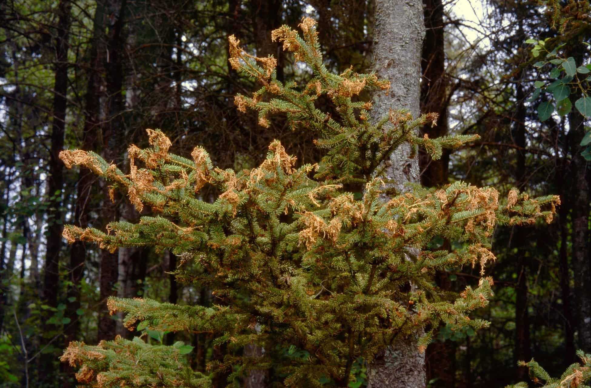 La Tordeuse Des Bourgeons D’épinette Chez Nous ? | L'info Du Nord ...