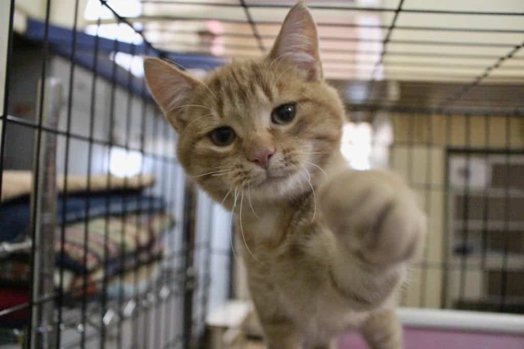 La SPCALL fête le « Noël des Chats »