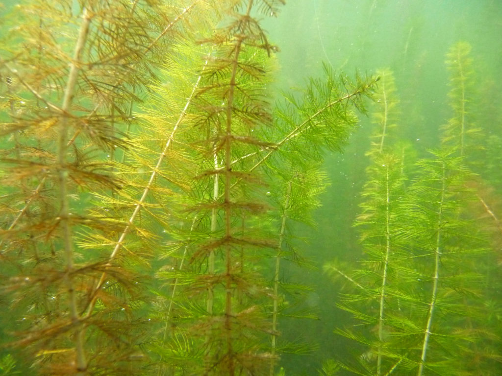 Le CRE déclare la guerre au myriophylle à épi