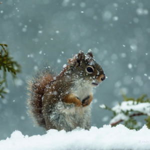 Mon ami écureuil qui vient manger dans ma mangeoire tous les matins, mais avec cette petite neige comment y résister! (Photo André Chevrier)