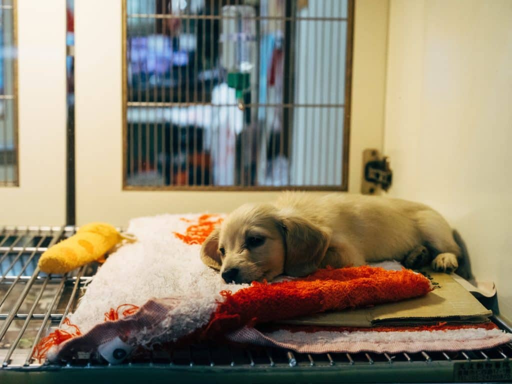 Explosion de demandes d’adoption d’animaux