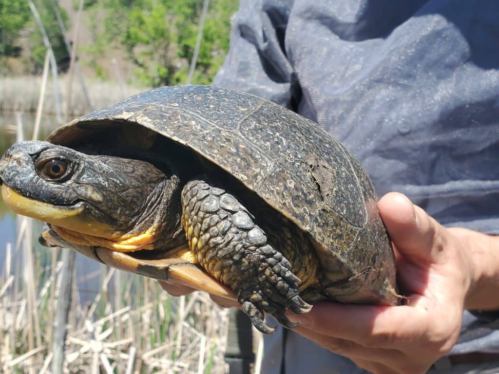 Faire une différence, une tortue à la fois