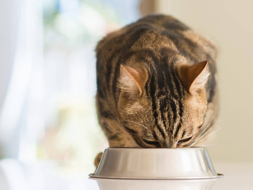 « Puis-je donner des fruits et légumes à mon chat? »