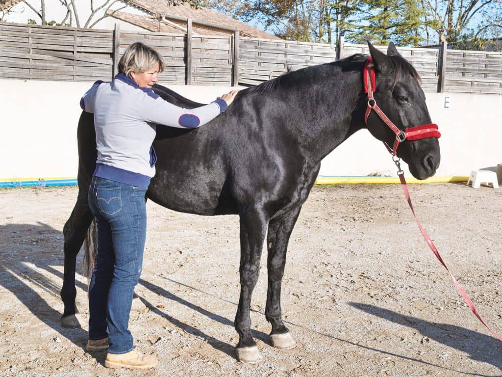 L’ostéopathie chez les animaux : ce qu’il faut savoir