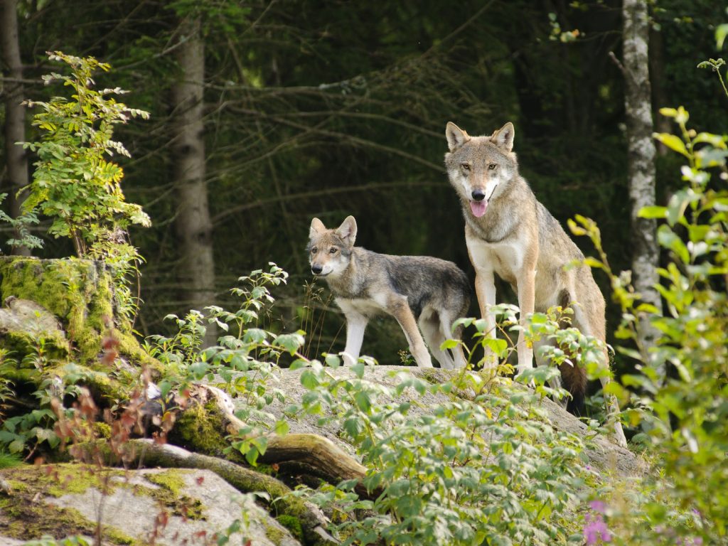 Déboulonner les mythes pour mieux protéger le loup