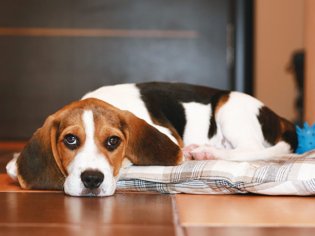 « Comment donner la bonne punition à mon chien? »