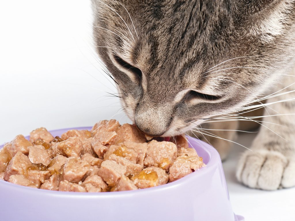 5 avantages de la nourriture lyophilisée pour chat