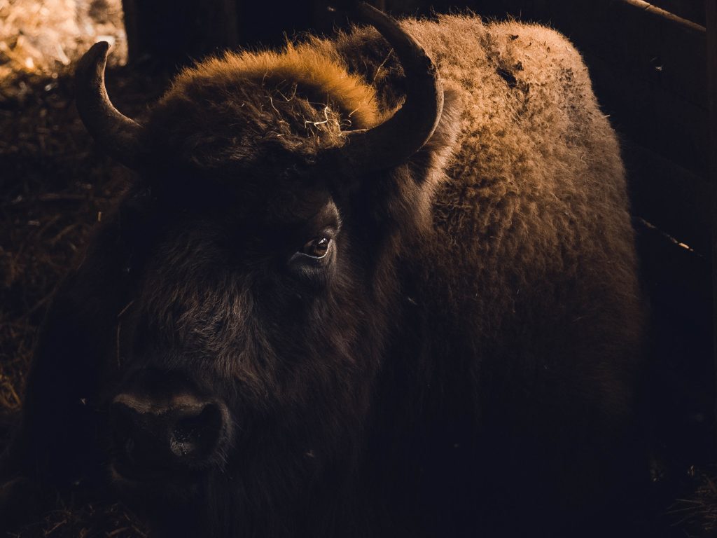 Bisons en fuite…retrouvés à Val-des-Lacs