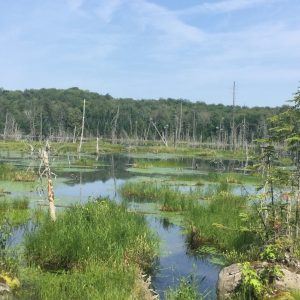 Une héronnière au Lac Amigo dans le secteur Far Hills au Parc régional de Val-David - Val-Morin(gracieuseté Michel Renaud)