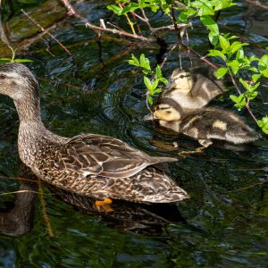 Promenade en famille.