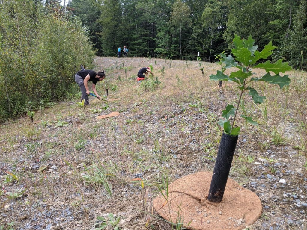 455 arbres plantés pour des citoyens de Val-David