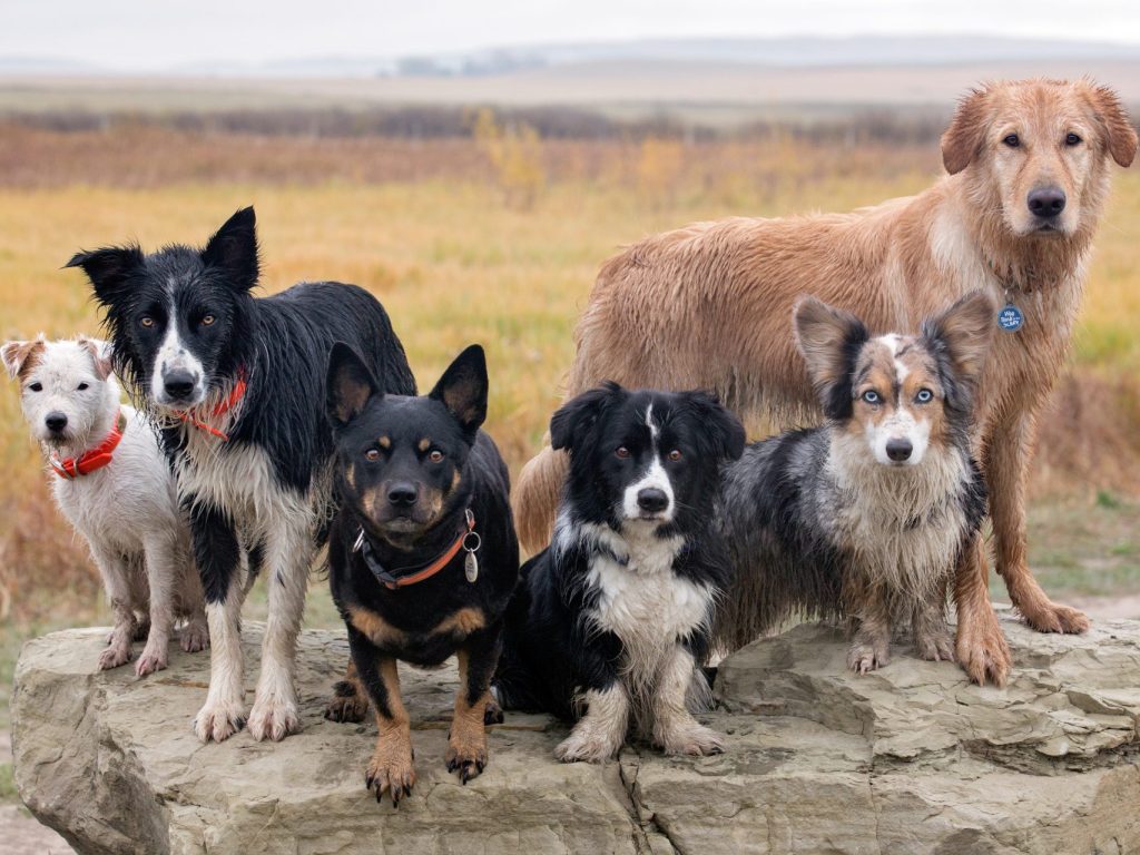 Les garderies pour chiens, un service devenu essentiel