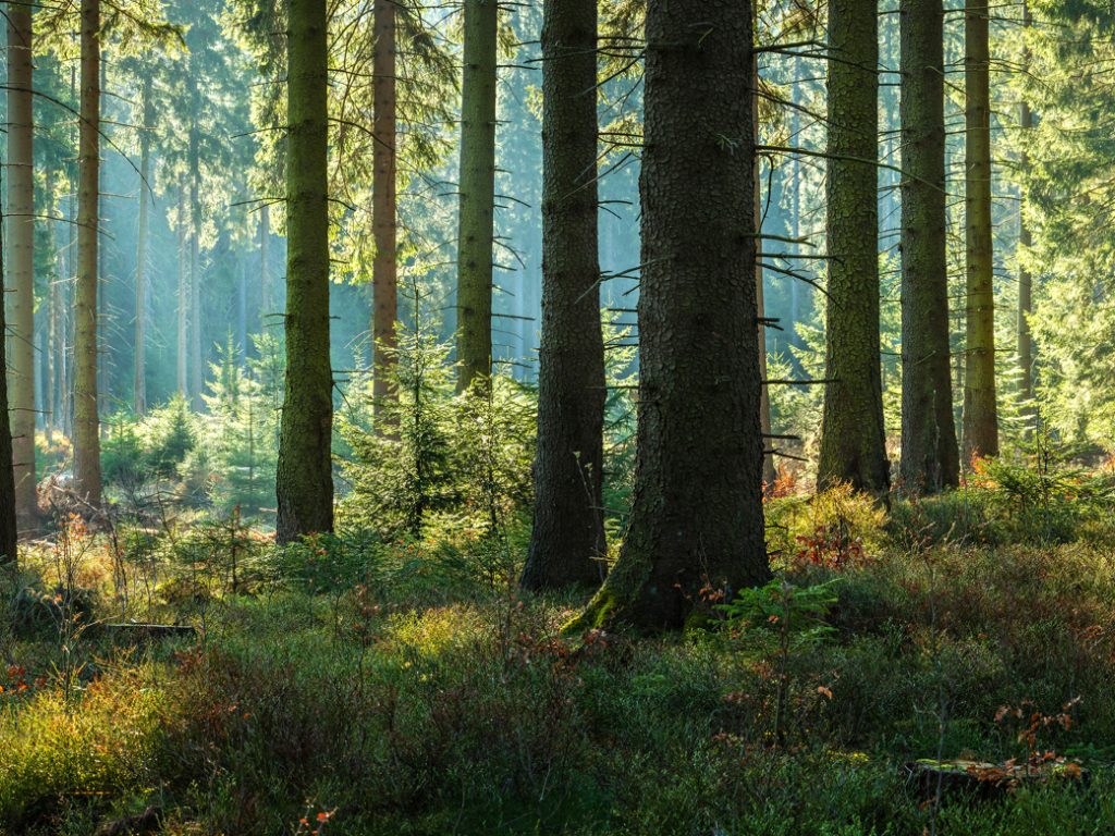 Consultation publique pour l’avenir des forêts laurentiennes