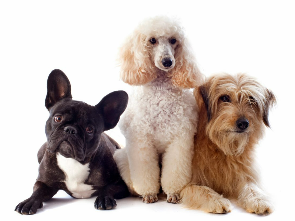 Peigne caniche - peigne pour chien poil long