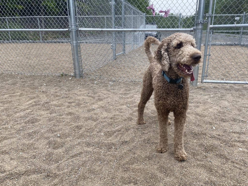 Un Goldendoodle dans un parc à chiens