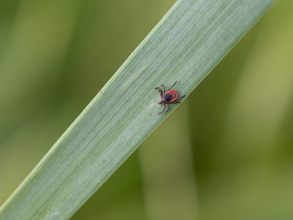 Élargissement de la zone à risque de contracter la maladie de Lyme dans la région des Laurentides