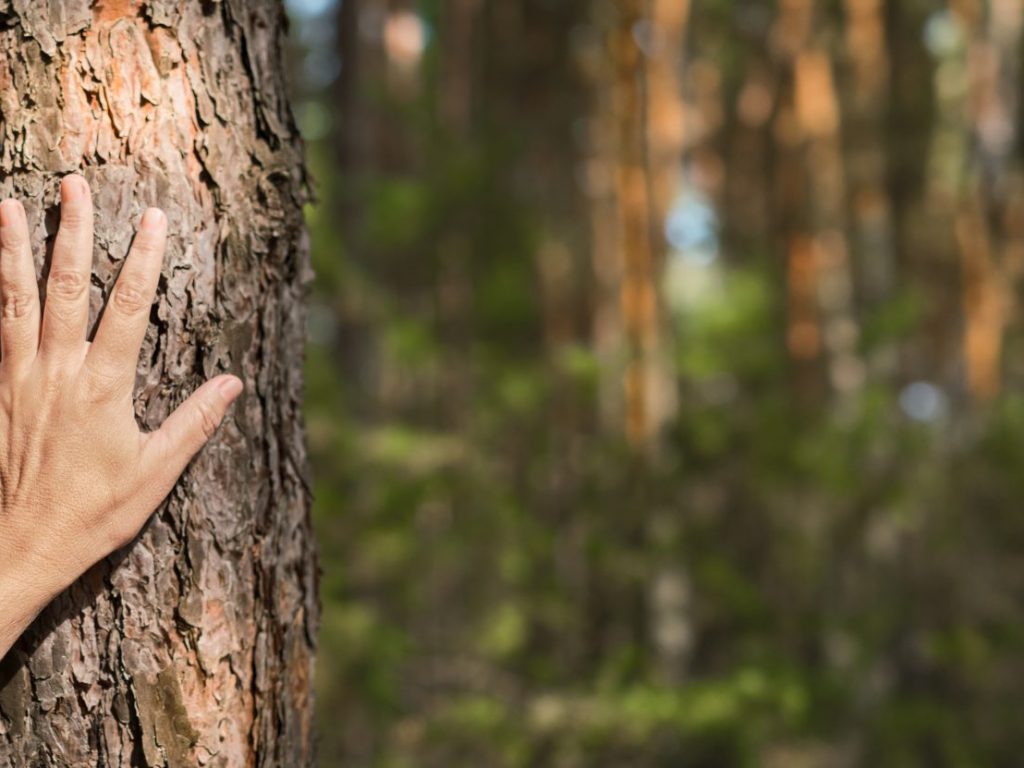 Découvrir les bains de forêt